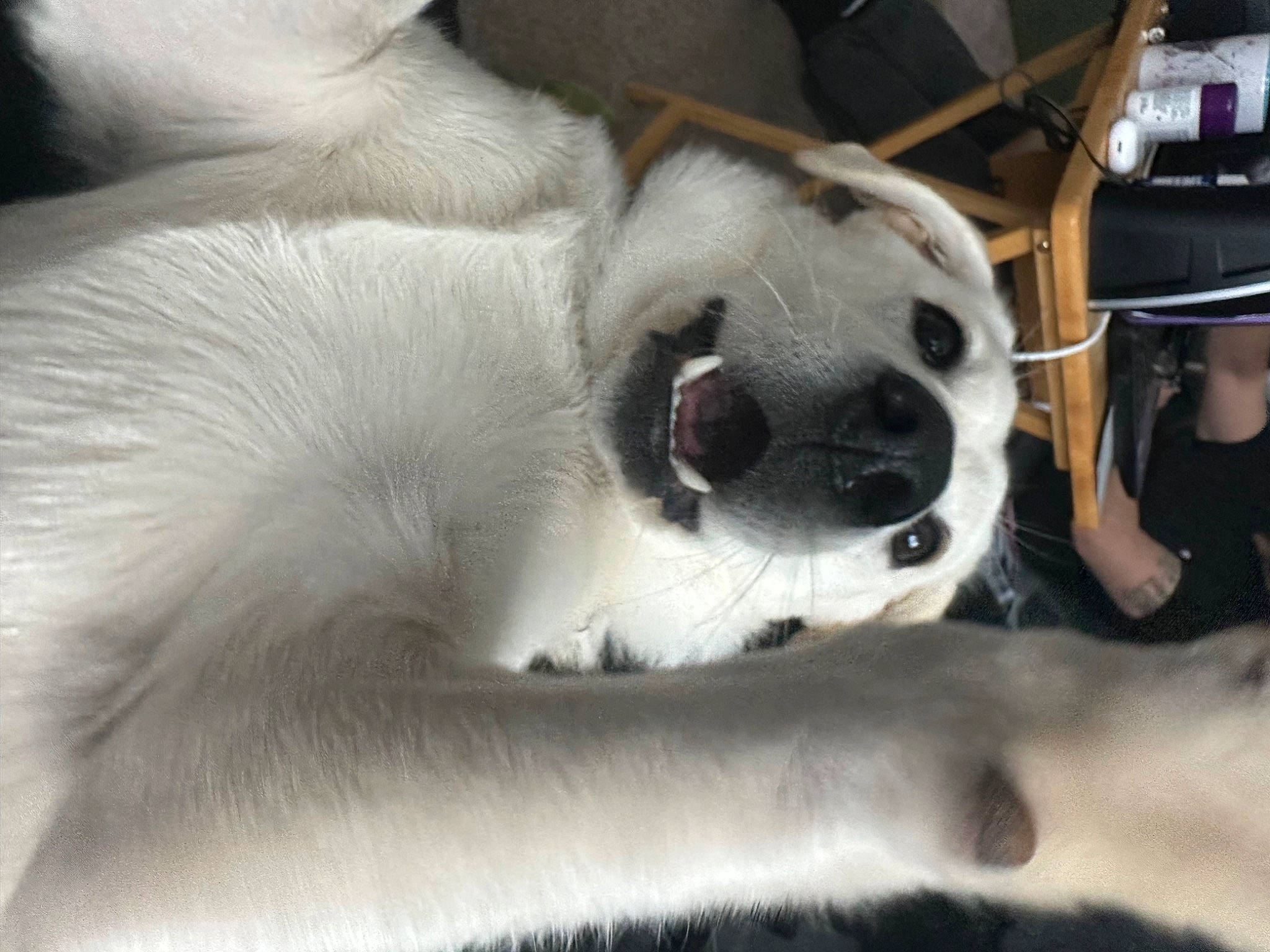 Winnie joined the competition — help win amazing prizes! canidae, carnivore, collar, comfort, companion_dog, dog, dog_breed, fawn, fur, hat, nap, non_sporting_group, paw, puppy_love, snout, sporting_group, terrestrial_animal, whiskers, working_animal