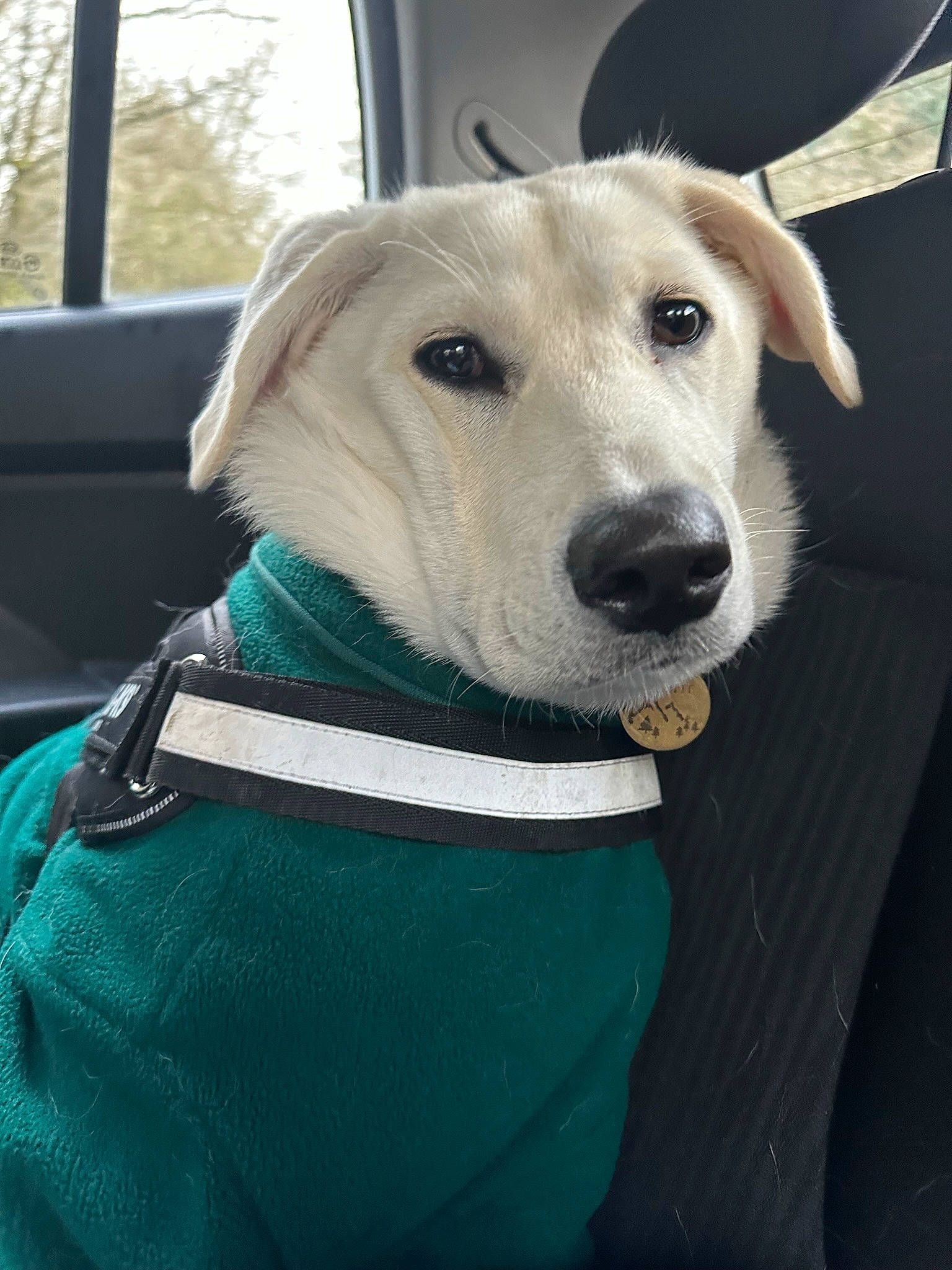 Winnie joined the competition — help win amazing prizes! canidae, carnivore, collar, companion_dog, dog, dog_breed, dog_clothes, dog_collar, dog_supply, fashion_accessory, fawn, fur, leash, pet_supply, snout, sporting_group, street_dog, whiskers, window, working_animal