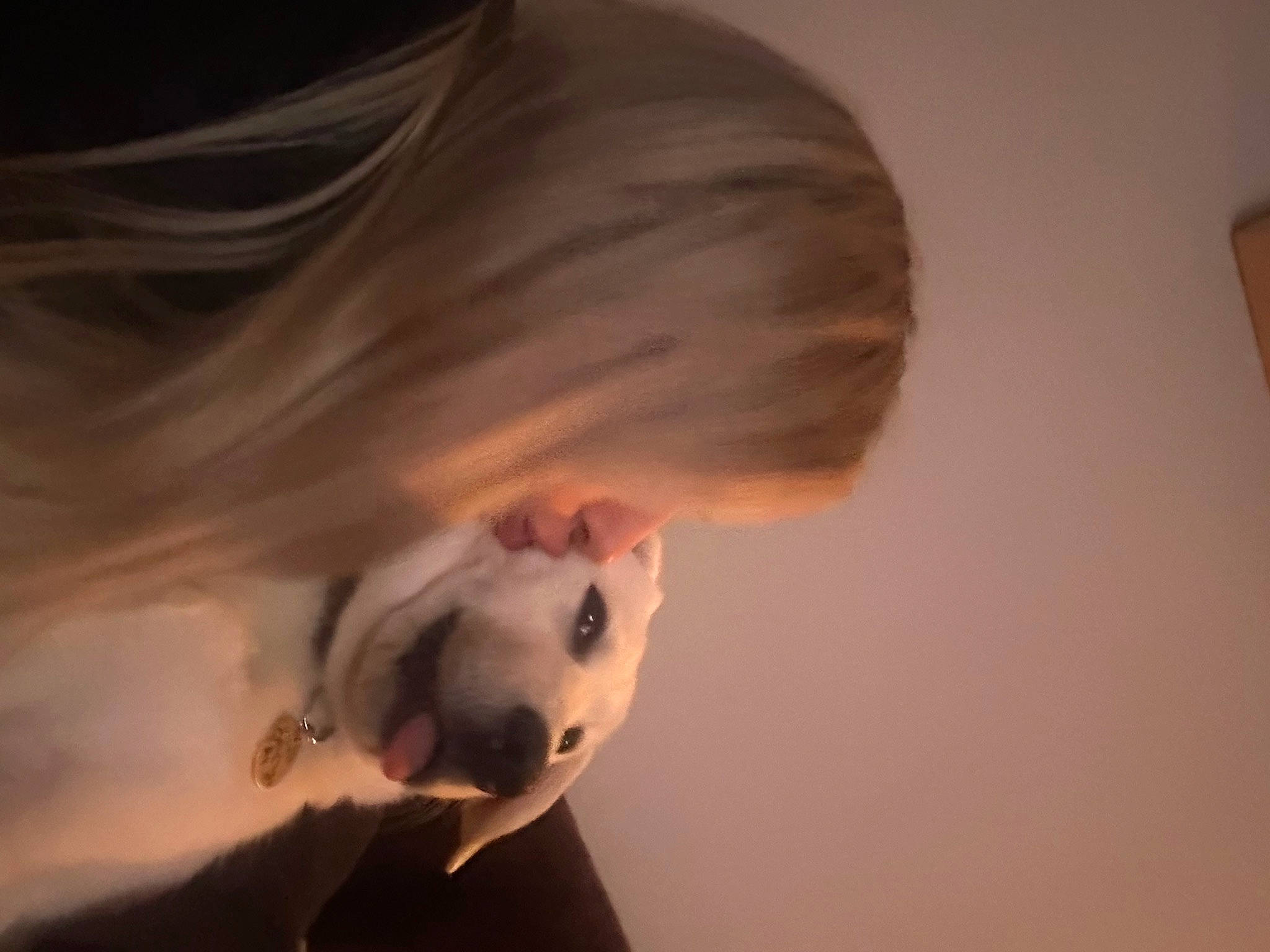 Winnie is registered to the contest to win money with this photo: ball, canidae, companion_dog, darkness, dog_breed, event, eye, flash_photography, fun, fur, happy, human_body, non_sporting_group, nose, personal_protective_equipment, reflection, sporting_group, tail, toy