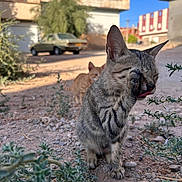 Etiquette a rejoint le concours — aidez-le/la à gagner de superbes lots ! cat, kitten, tabby, orange_cat, grooming, licking, outdoor, sunny, plants, rocks, building, car, curious, pet, animal, nature, close_up, daylight, ground, feline