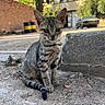 cat, kitten, tabby, animal, street, urban, outdoor, car, concrete, barrel, wall, sunlight, dust, curious, sitting, young, ears, eyes, tail, nature