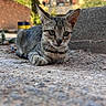 kitten, cat, tabby, animal, pet, outdoor, urban, ground, ears, eyes, feline, young, curious, nature, daylight, building, plant, closeup, resting, mammal
