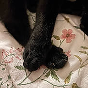 Zitouna participe au concours pour gagner de l'argent avec cette photo : black_cat, cat_paws, animal, pet, close_up, fur, claws, floral_pattern, fabric, texture, cozy, resting, soft, indoor, cute, animal_paws, mammal, whiskers, domestic_cat, black_fur