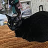 Zitouna participe au concours pour gagner de l'argent avec cette photo : black_cat, cat, pet, animal, feline, indoors, bed, blanket, furniture, clothing, shelf, yellow_eyes, fur, resting, cozy, curious, domestic, cute, household, relaxed