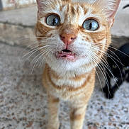 Sésame a rejoint le concours — aidez-le/la à gagner de superbes lots ! cat, orange_tabby, blue_eyes, close_up, surprised_expression, whiskers, standing, floor, speckled_floor, black_cat, background, pet, animal, feline, curious, ears, nose, mouth, indoor, two_cats