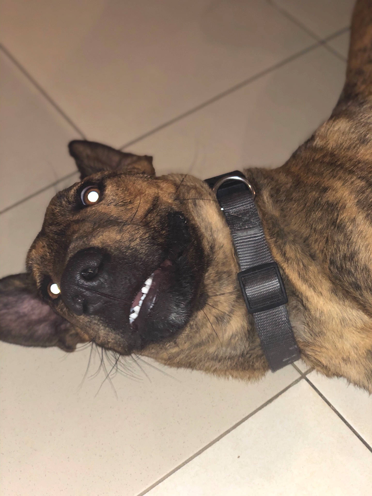 Leÿko participe au concours pour gagner de l'argent avec cette photo : brown, canidae, carnivore, collar, companion_dog, dog, dog_breed, dog_collar, ear, fashion_accessory, fawn, fur, leash, liver, snout, sporting_group, tail, terrestrial_animal, whiskers, working_animal