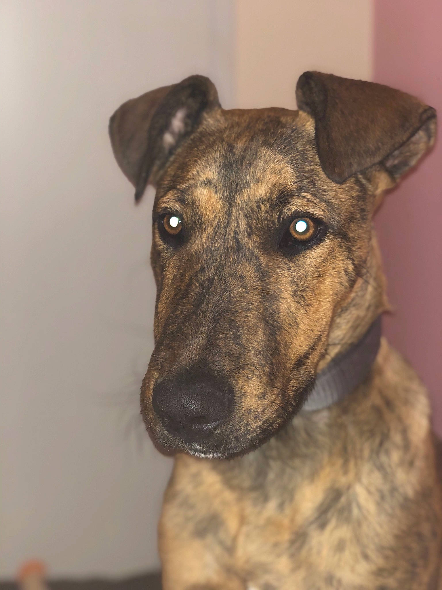 Leÿko a rejoint le concours — aidez-le/la à gagner de superbes lots ! canidae, carnivore, collar, companion_dog, dog, dog_breed, dog_collar, fawn, fur, guard_dog, non_sporting_group, plott_hound, rampur_greyhound, sighthound, snout, sporting_group, terrestrial_animal, whiskers, working_animal, working_dog