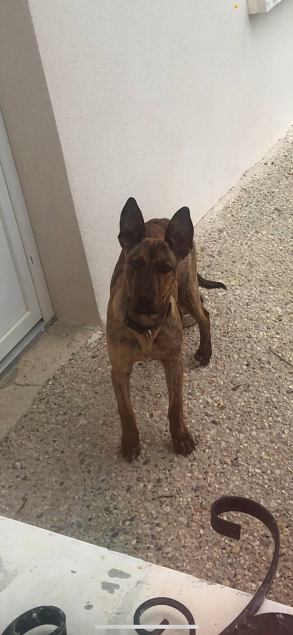 Leÿko participe au concours pour gagner de l'argent avec cette photo : bulldog, canidae, carnivore, companion_dog, dog, dog_breed, fawn, felidae, flooring, french_bulldog, liver, puppy, road_surface, soil, sporting_group, tail, terrestrial_animal, toy_dog, wildlife, working_animal