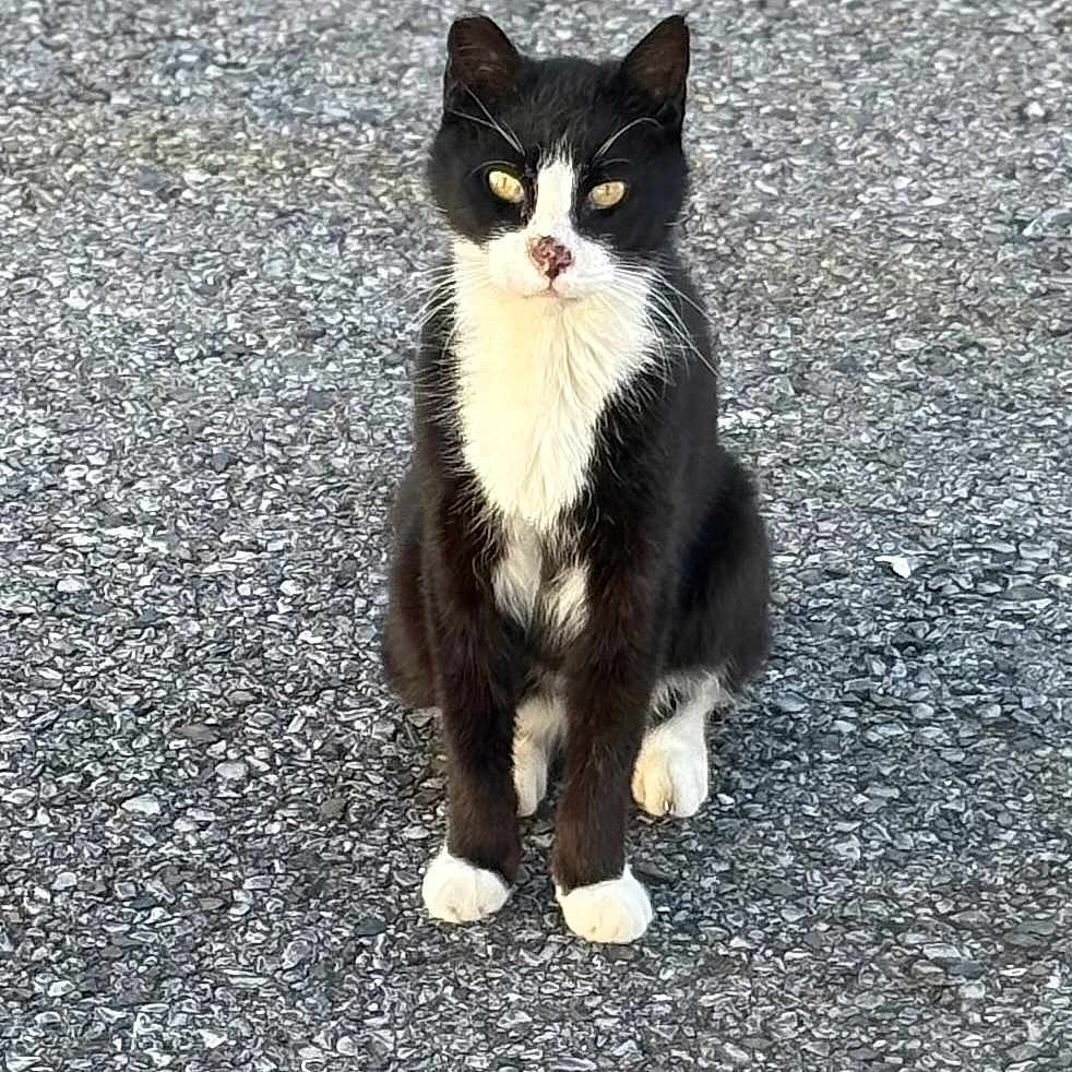 Boots is registered to the contest to win money with this photo: abyssinian, accessories, angora, animal, blackcat, cat, city, egyptiancat, gravel, kitten, leash, manx, pet, road, slate, strap, street, tar, tarmac, urban