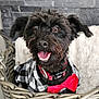 dog, black_dog, pet, smiling, happy, bow_tie, checkered_shirt, basket, cozy, furry, cute, indoor, close_up, portrait, paw, ears, tongue, collar, furniture, blanket