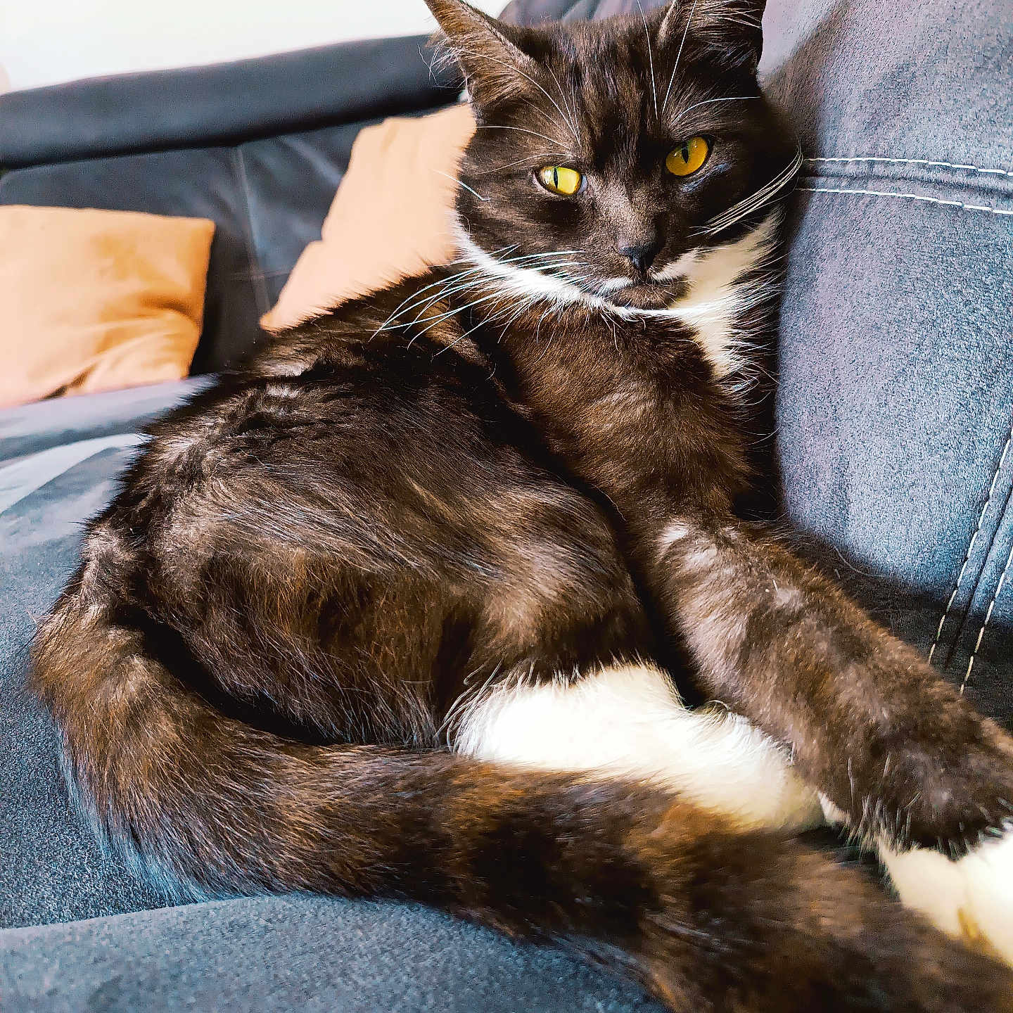 Windou a rejoint le concours — aidez-le/la à gagner de superbes lots ! abyssinian, animal, architecture, armchair, blackcat, blanket, building, cat, chair, couch, cushion, furniture, homedecor, indoors, kitten, livingroom, manx, person, pet, sleeping