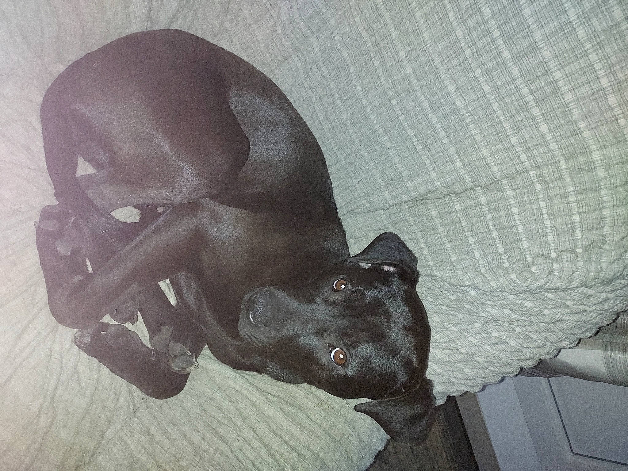 Tallee participe au concours pour gagner de l'argent avec cette photo : canidae, carmine, carnivore, comfort, companion_dog, dog, dog_breed, fawn, felidae, grey, non_sporting_group, personal_protective_equipment, small_to_medium_sized_cats, snout, sporting_group, tail, terrestrial_animal, toy_dog, whiskers, working_animal