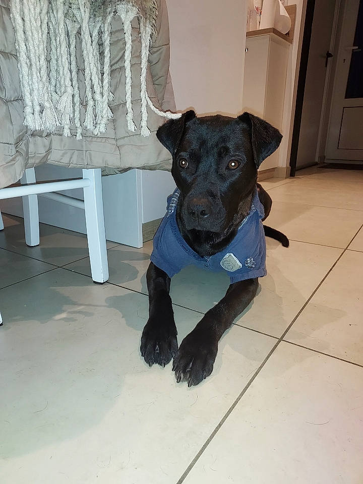 Tallee participe au concours pour gagner de l'argent avec cette photo : borador, canidae, carnivore, companion_dog, dog, dog_breed, dog_supply, door, fawn, flooring, fur, guard_dog, hardwood, snout, sporting_group, tail, toy_dog, wood, working_animal, working_dog