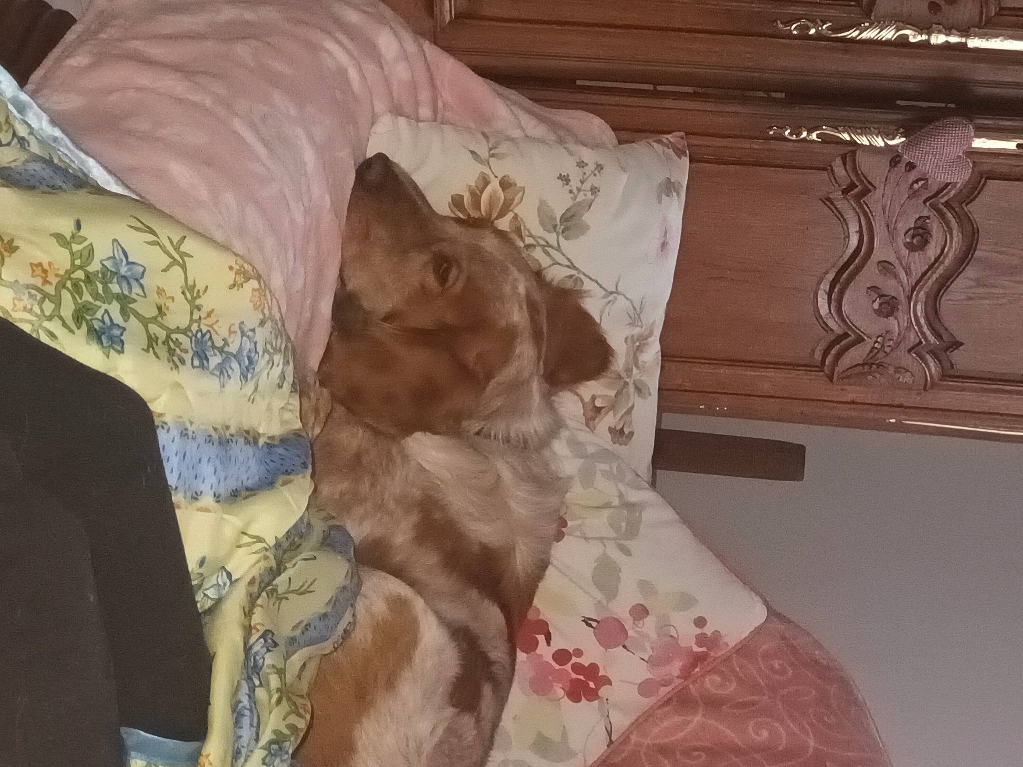 Ralph participe au concours pour gagner de l'argent avec cette photo : bed_sheet, bedding, carnivore, comfort, companion_dog, couch, dog, dog_breed, duvet, fawn, felidae, flooring, hardwood, human_leg, linens, pattern, sleeve, small_to_medium_sized_cats, thigh, wood