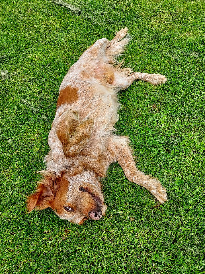 Ralph a rejoint le concours — aidez-le/la à gagner de superbes lots ! canidae, carnivore, companion_dog, dog, dog_breed, fawn, grass, grassland, groundcover, gun_dog, hunting_dog, liver, pasture, plant, retriever, sporting_group, tail, terrestrial_animal, working_animal