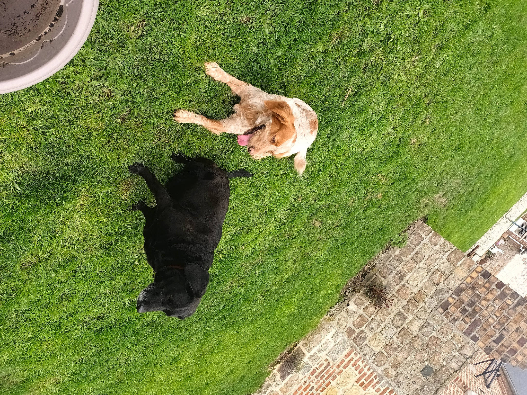 Ralph a rejoint le concours — aidez-le/la à gagner de superbes lots ! automotive_tire, canidae, carnivore, companion_dog, dog, dog_breed, fawn, felidae, flooring, grass, grassland, groundcover, landscape, lawn, pasture, plant, shadow, small_to_medium_sized_cats, sporting_group, tail