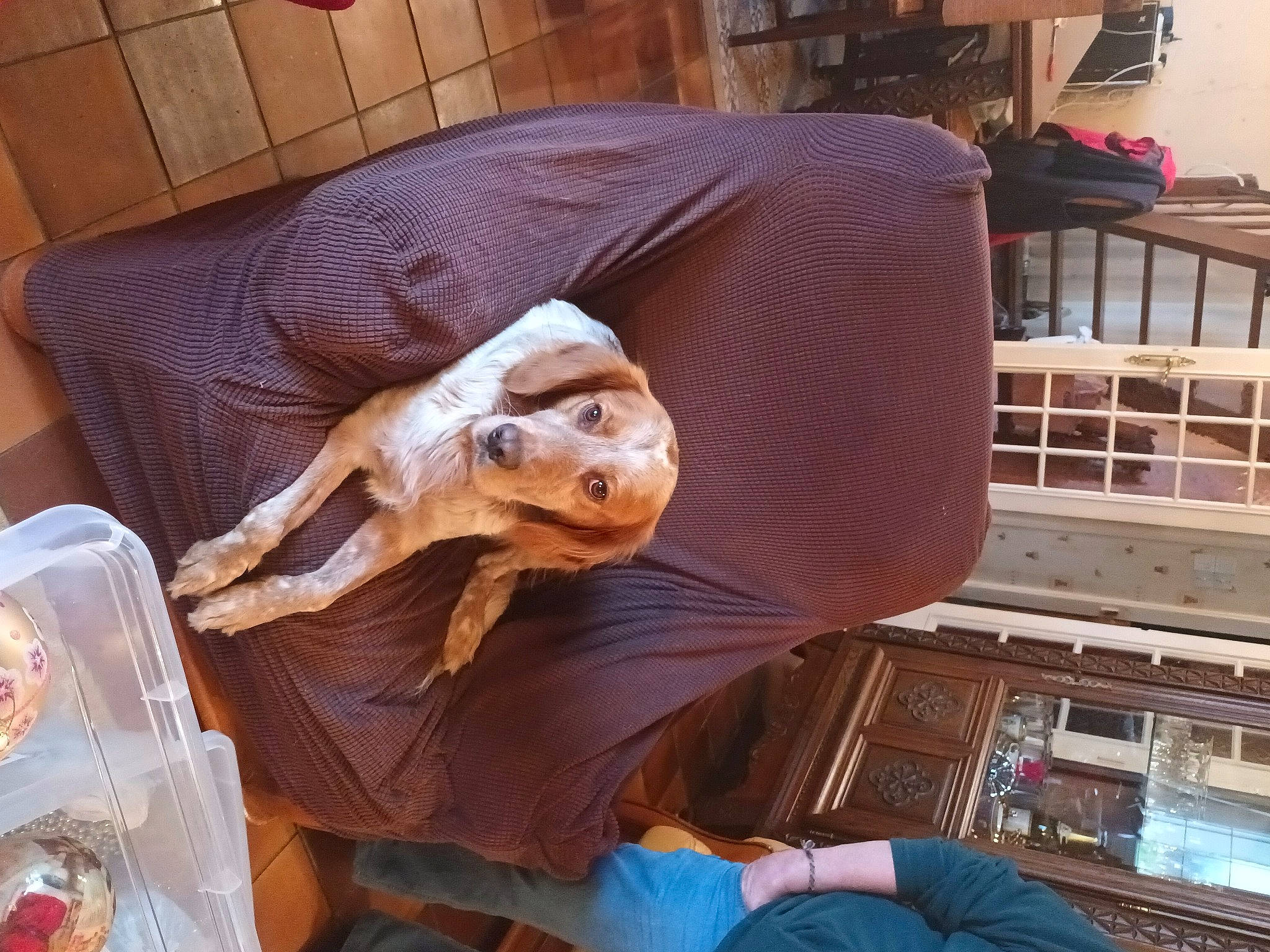 Ralph participe au concours pour gagner de l'argent avec cette photo : canidae, carnivore, comfort, companion_dog, dog_breed, fawn, felidae, flooring, fun, fur, hardwood, hat, linens, room, small_to_medium_sized_cats, snout, sporting_group, tree, wood, working_animal