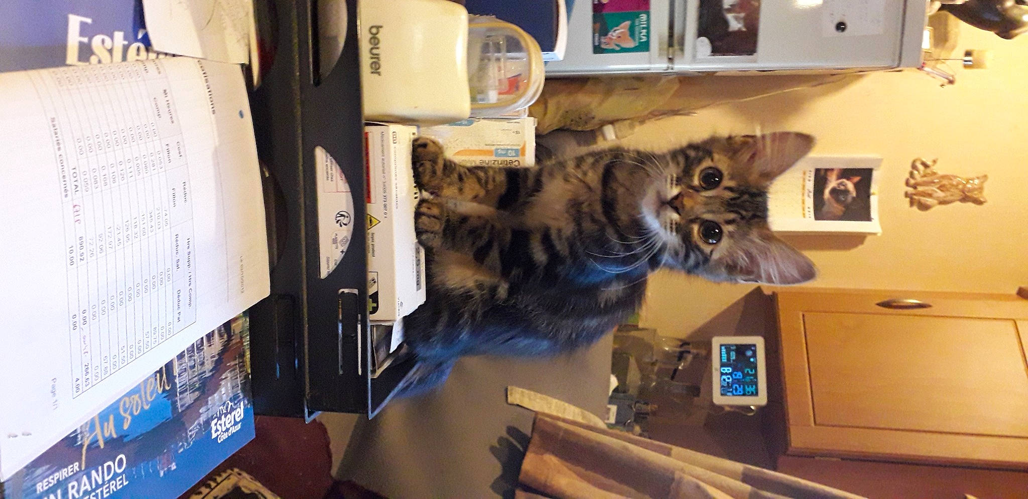 Java a rejoint le concours — aidez-le/la à gagner de superbes lots ! bookcase, cabinetry, carnivore, cat, domestic_short_haired_cat, felidae, fur, home_appliance, kitchen_appliance, machine, major_appliance, picture_frame, publication, room, shelf, shelving, small_to_medium_sized_cats, tail, whiskers, wood