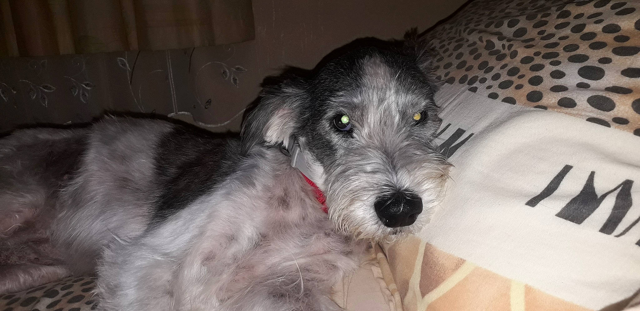 Candie participe au concours pour gagner de l'argent avec cette photo : canidae, carnivore, companion_dog, dog, dog_breed, fur, non_sporting_group, schnauzer, small_terrier, snout, sporting_group, standard_schnauzer, terrier, toy_dog, water_dog, working_animal