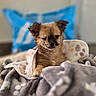 black_nose, blanket, brown_fur, comfort, cozy, cute, dog, ears, fur, home, indoors, paw, pet, puppy, relaxed, sleepy, small_dog, snuggled, soft_texture, winking