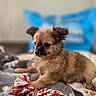 Boss a rejoint le concours — aidez-le/la à gagner de superbes lots ! animal, background_blur, black, blanket, brown, cozy, cute, dog, ears, fur, indoor, paw, pet, puppy, resting, rope_toy, snout, soft, toy, young
