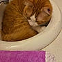 Twitch joined the competition — help win amazing prizes! cat, orange_cat, white_cat, sink, bathroom, towel, purple_towel, curled_up, sleeping, cozy, fur, pet, domestic_animal, whiskers, ears, paw, countertop, indoor, resting, cute