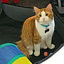 Twitch is registered to the contest to win money with this photo: cat, orange_cat, white_cat, collar, pet, indoor, play_tunnel, toy_ball, curious, feline, sitting, animal, fur, whiskers, ears, tail, colorful, zipper, fabric, closeup