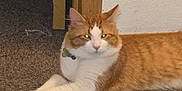 Twitch is registered to the contest to win money with this photo: cat, orange_cat, white_cat, carpet, indoor, door_frame, pet, feline, animal, lying_down, relaxed, fur, whiskers, ears, collar, domestic_cat, household, mammal, resting, yellow_eyes