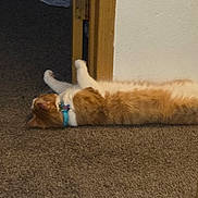 Twitch joined the competition — help win amazing prizes! cat, ginger_cat, white_cat, collar, carpet, floor, door_frame, indoor, pet, feline, relaxed, lying_down, stretching, animal, domestic_animal, household, resting, fur, whiskers, sleepy