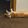 cat, ginger_cat, white_cat, collar, carpet, floor, door_frame, indoor, pet, feline, relaxed, lying_down, stretching, animal, domestic_animal, household, resting, fur, whiskers, sleepy