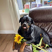 Bailey joined the competition — help win amazing prizes! rottweiler, dog, sunflower, leather_chair, indoor, window, greeting_cards, tongue_out, pet, animal, brown, black, green_leaves, floor, curtains, relaxed, home, furniture, plant, cute