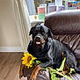 rottweiler, dog, sunflower, leather_chair, indoor, window, greeting_cards, tongue_out, pet, animal, brown, black, green_leaves, floor, curtains, relaxed, home, furniture, plant, cute