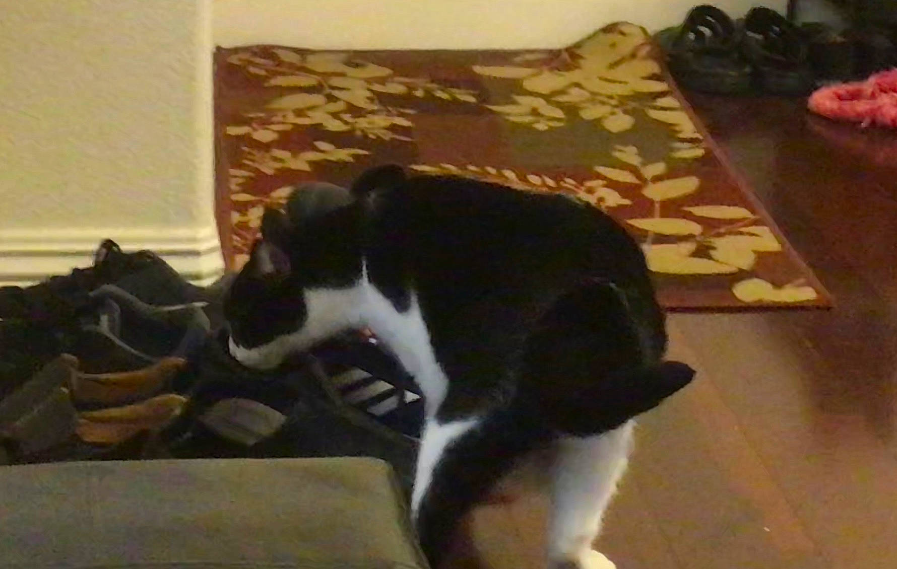 Hot Milk is registered to the contest to win money with this photo: canidae, carnivore, dog, dog_breed, mammal, smooth_fox_terrier, sporting_group, tail