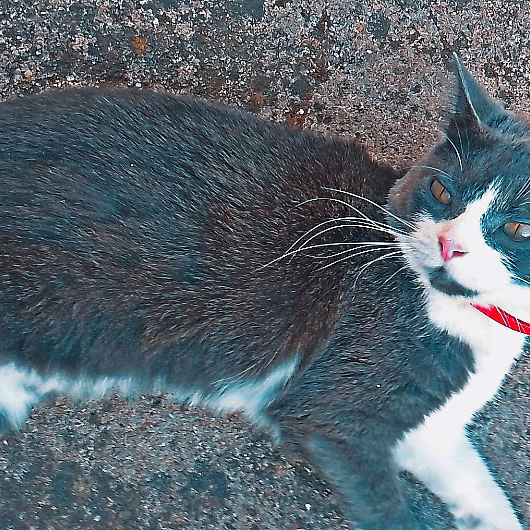 Kat