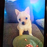 Buppie is registered to the contest to win money with this photo: puppy, dog, small_dog, couch, plate, food, indoor, pet, cute, brown, snack, looking, young_dog, waiting, table, animal, domestic_animal, fur, ears, eyes