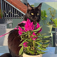 Ruby participe au concours pour gagner de l'argent avec cette photo : animal, black_cat, cat, clouds, domestic_animal, feline, flower_pot, greenery, houseplant, leaves, nature, outdoor, pet, pink_harness, plant, relaxing, rooftop, sky, sunlight, table