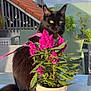 animal, black_cat, cat, clouds, domestic_animal, feline, flower_pot, greenery, houseplant, leaves, nature, outdoor, pet, pink_harness, plant, relaxing, rooftop, sky, sunlight, table