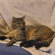 Filou a rejoint le concours — aidez-le/la à gagner de superbes lots ! cat, tabby_cat, pet, feline, animal, resting, blanket, couch, indoor, fur, whiskers, paws, relaxed, comfort, domestic, side_view, striped, mammal, cozy, home