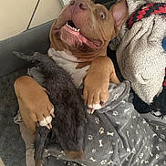 Laika a rejoint le concours — aidez-le/la à gagner de superbes lots ! animal, blanket, brown_dog, cheerful, claws, cozy, cute, dog, ears, expression, fur, indoor, lying_down, paw_print, pet, playful, relaxed, snuggle, tile_floor, toy