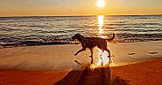 Doowy participe au concours pour gagner de l'argent avec cette photo : dog, beach, sunset, ocean, sand, shadow, water, sun, reflection, animal, nature, outdoor, silhouette, sky, waves, pet, golden_hour, vacation, coast, playful