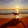 dog, beach, sunset, ocean, sand, shadow, water, sun, reflection, animal, nature, outdoor, silhouette, sky, waves, pet, golden_hour, vacation, coast, playful