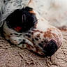 Doowy a rejoint le concours — aidez-le/la à gagner de superbes lots ! dog, sleeping, close_up, spotted, fur, carpet, resting, pet, animal, cozy, texture, calm, indoors, muzzle, nose, whiskers, relaxation, cute, snout, peaceful