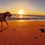 Doowy a rejoint le concours — aidez-le/la à gagner de superbes lots ! dog, beach, sunset, sand, paw_prints, ocean, waves, sun, sky, animal, outdoor, nature, water, golden_hour, pet, canine, shore, coast, walking, scenery
