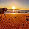 dog, beach, sunset, sand, paw_prints, ocean, waves, sun, sky, animal, outdoor, nature, water, golden_hour, pet, canine, shore, coast, walking, scenery