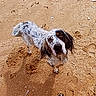 Doowy a rejoint le concours — aidez-le/la à gagner de superbes lots ! dog, sand, beach, paw_prints, wet_fur, curious, ears, brown_eyes, spots, outdoor, animal, pet, nature, muddy, close_up, looking_up, ground, shells, texture, daylight