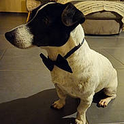 Lucky participe au concours pour gagner de l'argent avec cette photo : dog, bow_tie, black_and_white, pet, indoor, floor, tile, sitting, shadow, living_room, couch, blanket, furniture, animal, canine, domestic_animal, cute, portrait, companionship, household