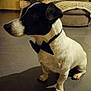 dog, bow_tie, black_and_white, pet, indoor, floor, tile, sitting, shadow, living_room, couch, blanket, furniture, animal, canine, domestic_animal, cute, portrait, companionship, household