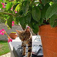 Hermès a rejoint le concours — aidez-le/la à gagner de superbes lots ! cat, tabby, plant, flower, leaf, terracotta_pot, garden, outdoor, sunlight, greenery, curious, animal, pet, nature, walking, closeup, daylight, backyard, pink_flower, concrete