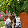cat, tabby, plant, flower, leaf, terracotta_pot, garden, outdoor, sunlight, greenery, curious, animal, pet, nature, walking, closeup, daylight, backyard, pink_flower, concrete