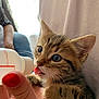 Hermès participe au concours pour gagner de l'argent avec cette photo : kitten, cat, tabby, milk_bottle, feeding, tongue, hand, nail_polish, red_nails, close_up, indoor, pet, cute, fur, whiskers, animal, young, person, cozy, soft_light